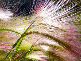 BPA 300 Seeds Bottlebrush Squirreltail Rye Grass Elymus Elymoides Sitanion Hystr - £7.39 GBP