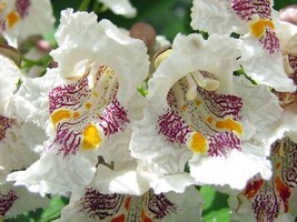 Catalpa speciosa northern tree seeds - catawba hardy western cigar tree - £4.12 GBP+