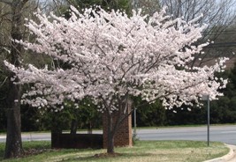 2 Yoshino Flowering Cherry trees 2.5&quot; pot - £10.97 GBP