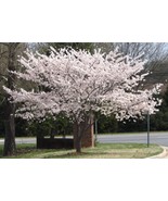 2 Yoshino Flowering Cherry trees 2.5&quot; pot - $15.95