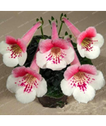 Hot New Gloxinia Bonsai Sinningia Gloxinia Flower Bonsai Home Bonsai DIY... - £4.72 GBP