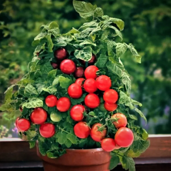 Vilma Micro Dwarf Tomato 12 Seeds - £7.14 GBP