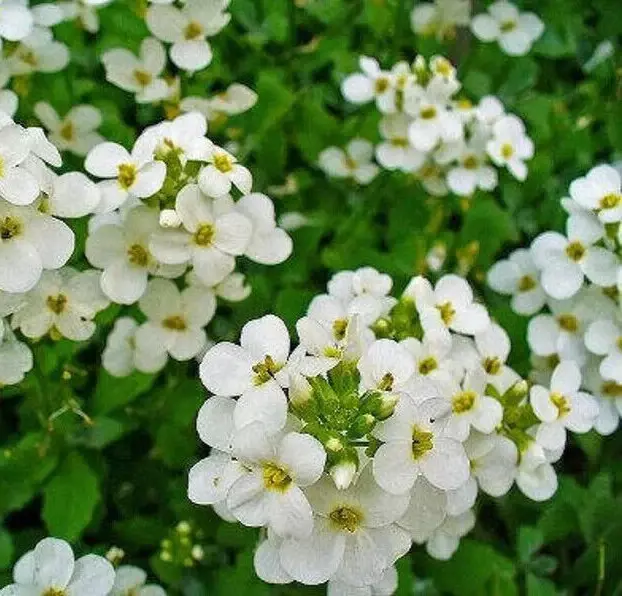 800 Seeds WHITE ALPINE ROCKCRESS Aubrieta Rock Cress Arabis Alpina Flower - $9.99