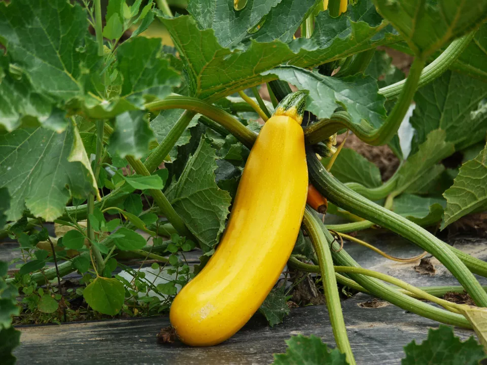 50 Seeds Golden Zucchini - £11.43 GBP