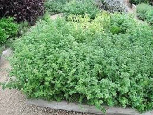 Greek Oregano Organic Seed US Fast Shipping - $1.99