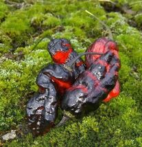 Item image 1 image 1