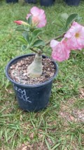Adenium Obesum Desert Rose Grafted Plant Good Luck - £27.24 GBP