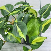 SEPTH Philodendron Brasil,Variegated heart leaf, brazil philodendron in 4&quot;&quot; Hang - $28.49