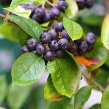 LIVE PLANT &#39;McKenzie&#39; Aronia tree blueberry flavored fruit on shrub berry juice  - $49.99