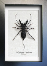 Whip Tailed Real Scorpion Thelyphonus Caudatus Entomology Collectible Sh... - £38.43 GBP