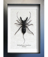 Whip Tailed Real Scorpion Thelyphonus Caudatus Entomology Collectible Sh... - $70.63 CAD