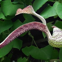 Aristolochia Ringens Gaping Pipevine Seeds Happy In Full Sun To Partial Shade 10 - £5.93 GBP