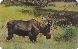 Bull Moose in Yellowstone National Park Rounded Corners Postcard Unposted - £7.75 GBP