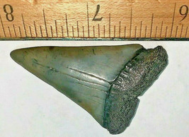 2 INCH LONG EXTINCT MAKO SHARK TOOTH REAL FOSSIL GENUINE RELIC LARGE TEE... - $34.60