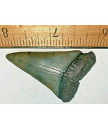 2 INCH LONG EXTINCT MAKO SHARK TOOTH REAL FOSSIL GENUINE RELIC LARGE TEE... - $645.30 MXN