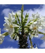 Pachypodium Rutenbergianum Var Rutenbergianum Madagascan Palm 10 Seeds N... - $436.06 MXN