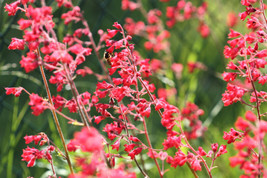 BPA 100 Seeds Red Heuchera Splendens Coral Bells Heuchera Sanguinea Shade Flower - £7.91 GBP