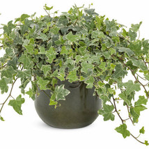 3 Live Plant White Green Glacier Ivy Well Rooted Variegated English Ivy Vines - £23.56 GBP