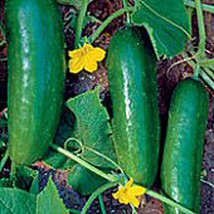 Persian Middle East Cucumbers Seeds Gardening Easy Grow USA SHIPPING - $5.60