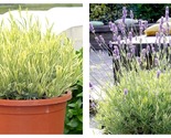 Platinum Blonde Lavender Herb - Perennial - Indoors/Out - Qt Pot NEW - £37.47 GBP