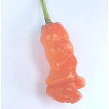 USA Seller Peter Pepper Hot Peppers Orange Seeds Fast Shipping - £9.56 GBP