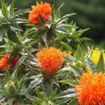 SKMO 25 Seeds Easy To Grow Orange Safflower Flowers - £6.84 GBP