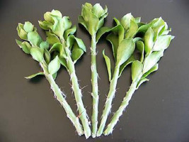 VP 5X Pereskiopsis Spathulata Grafting Stock Cactus Graft Leaf Cacti 5 Cuttings  - £14.28 GBP