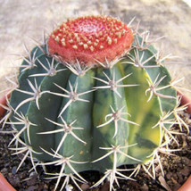 Melocactus Salvadorensis Variegated Seed Cacti 20 Seeds Usa Seller - $17.98