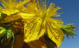 St Johns Wort Seeds Hypericum Perforatum Seeds Multiple QuantitiesFrom US  - £6.46 GBP