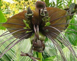 Tacca Chantrieri Green Isle green bat flower - £2.31 GBP