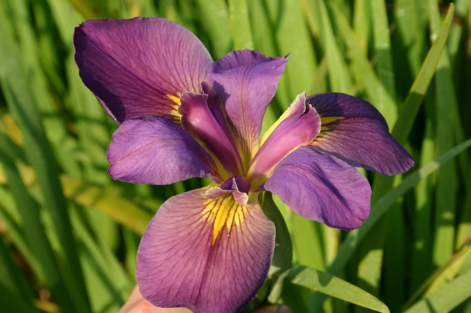 Live 2&quot; violet Flower Louisiana &quot;Professor Claude&quot; Iris Aquatic Marginal - £29.74 GBP