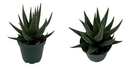 Easy to Grow/Low Maintenance - Universe Haworthia Succulent Plant - 2.5&quot;... - $20.99