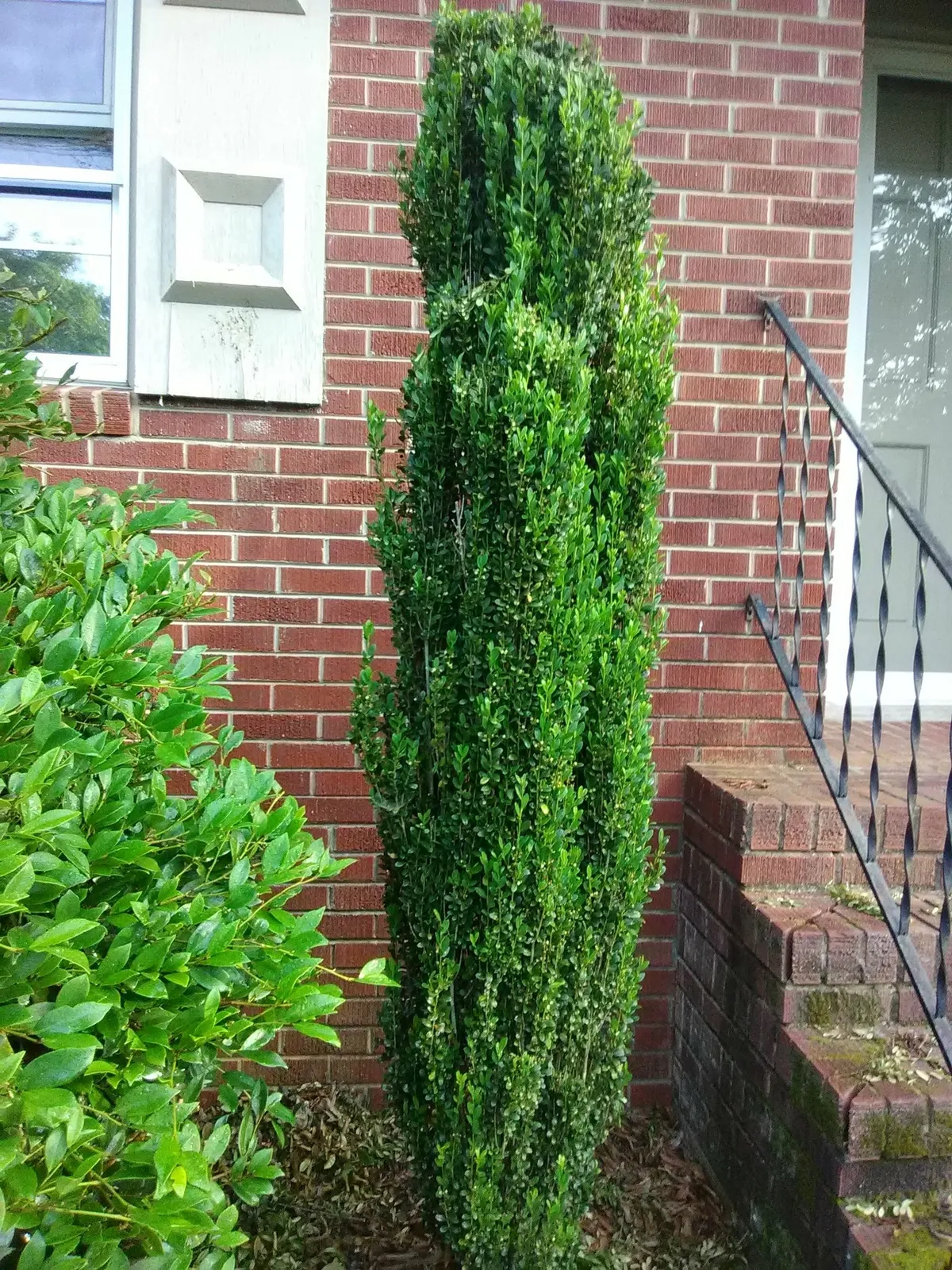 Bald Cypress Tree - Live Plant - 18-24&quot; Tall - Quart Pot - (Taxodium dis... - $73.90