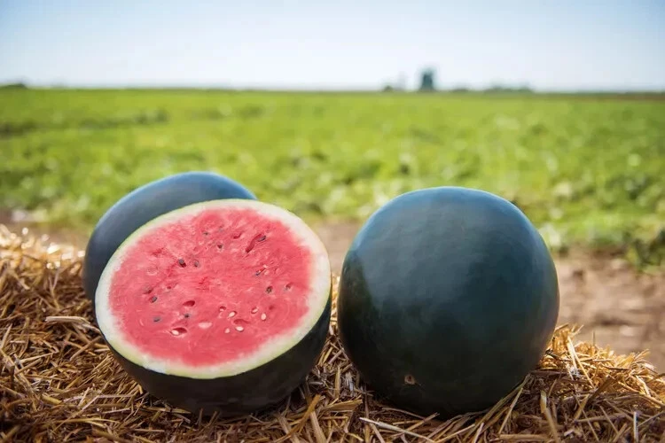 15 SEEDS Black Diamond  Watermelon  Garden  Fruit Healthy Planting Summe... - $17.22