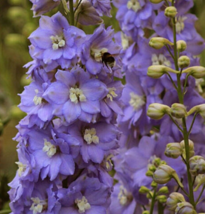 50 Pc Seeds Lilac Ladies Delphinium Flower, Delphinium Seeds for Planting |RK - £11.71 GBP