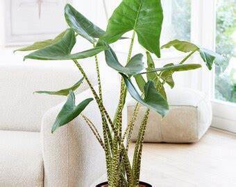Alocasia Zebrina Elephants Ear, 100 PCS Seeds D