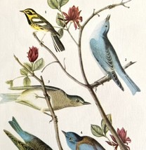 Bluebirds Warbler Bird 1946 Color Art Print John James Audubon Nature DWV2G - £31.92 GBP