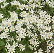 US Seller 200 Seeds Aster White Upland Xeriscape Full Sun Fall Blooms - £7.96 GBP