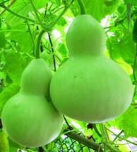 10 Seeds Bottle Gourd Birdhouse Craft Calabash Asian Buddha Squash Vegetable USA - £7.59 GBP