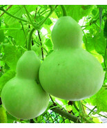 10 Seeds Bottle Gourd Birdhouse Craft Calabash Asian Buddha Squash Vegetable USA - £7.42 GBP
