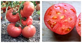 200 Seeds Pink King Tomato Seeds - International Ship - £14.07 GBP