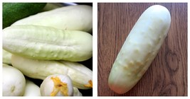 White Cucumbers Seeds 10 Original Packs, 20 seeds / pack - £17.27 GBP