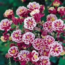 50 seeds Mixed Purple Green White Red Columbine Double Flowers - £7.80 GBP