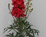 Giant Red Delphinium  Flower 50 + Pure  Seeds  / Perennial - £5.13 GBP