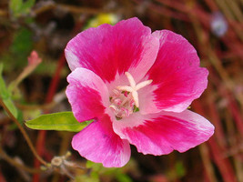 50+ Pink Two Tone Clarkia Flower Seeds/Re-Seeding Annual/Summer Azalee - £10.03 GBP