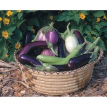 USA Seller Eggplant Mix Seeds Fast Shipping - £9.87 GBP