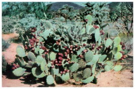 Prickly Pear Cactus Cactus Postcard Posted 1959 - £5.47 GBP