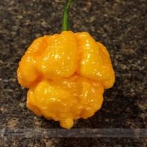 Yellow Trinidad Moruga Scorpion Chili Pepper Seeds Pack 10 Seeds Fresh S... - $6.73