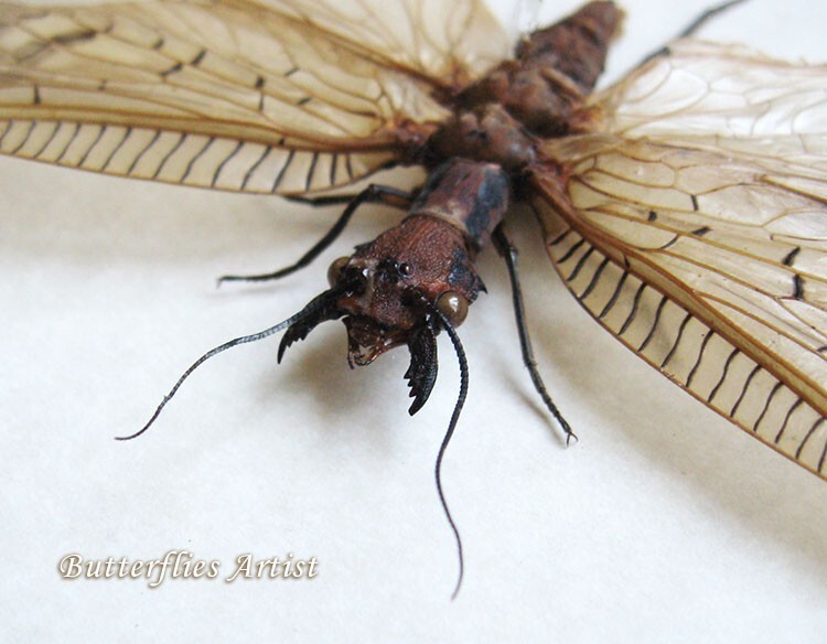 Corydalus Cornutus XL Dobson Fly Real Insect Entomology Collectible Shad... - $79.99