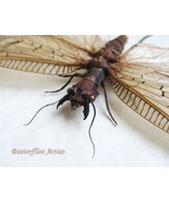 Corydalus Cornutus XL Dobson Fly Real Insect Entomology Collectible Shadowbox - $79.99